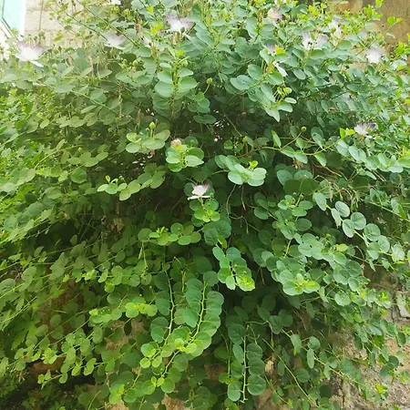 公寓 Old Town By Ivo *