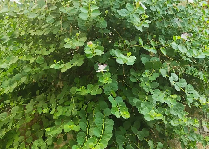 公寓 Old Town By Ivo *